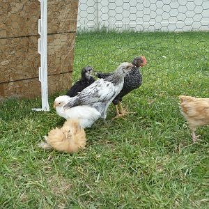 The teenagers, now in the grow-out pen, this pic is about a month old at this point...L-R: buff bantam, white bantam, ?australorp, EE roo, BR roo, BO (pretty sure)