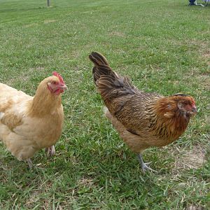 Maple, BO, the flock favorite of the kiddos, lays a large light brown egg and Mermen, EE lays a very light olive egg.