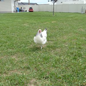 Sam, the Light Brahma, lays a medium tan/pink egg