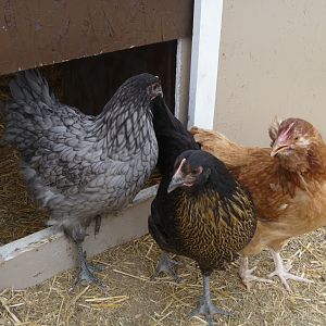 The older pullets, Blue, a blue orp, another of the kiddos favorites, Sophie, a Marans BSL, hoping for a darker egg, and Red, Ameracauna EE, hoping for a blue egg!