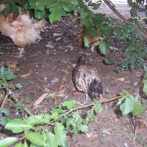 UNNAMEDs, Sweets, 2012

A bold and black, sweet arucana rooster, searching for food! :)