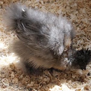 Looks like this one will be blue partridge colouring. 4 weeks old.