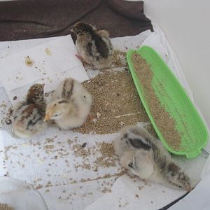 4 day old chantecler chicks