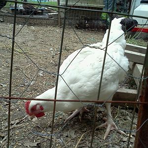 My different meat bird