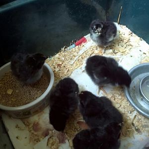 6 French Black Copper Maran chicks