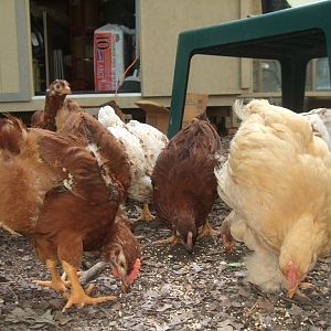 They're getting bigger!