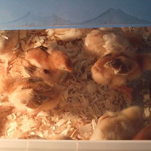 Fisrt day home 3-8-2012