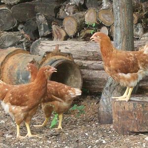 New Rock Cornish hens, we were told! About 12 wks. Brought home 5-31-2012. As of today, they have fit in pretty good. Only took 2 days to get them to learn coop and chicken house. The older chicken only harassed them for about 2-3 days. YEAH!!!!!!