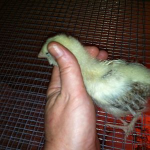 This little bit went to sleep in my hand.  Just starting to get two little tail feathers.  Wings are much lighter than in the pic.