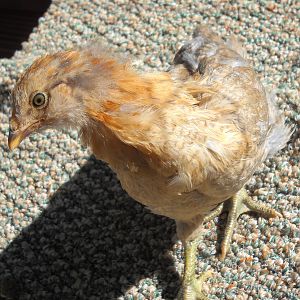 Chickbert