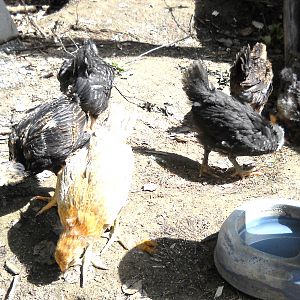Six busy chicks