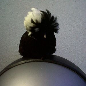 Tiny, my white-crested black Polish bantam. She is sitting on the lid of a refuse bin I bought to put recyclables in; I had thought the chickens wouldn't like the rounded tops. I was wrong.