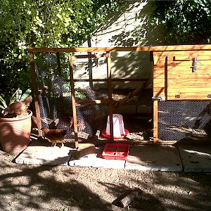 My laying hens and their coop. They are Rhode Island Reds, with maybe a little Buff Orpington added to some of them.