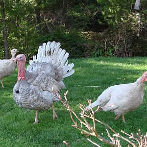 Our breeders