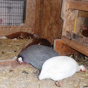 One male and female pair of guineas.... also my mama hens in the background