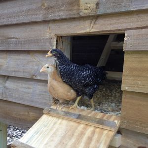 Attila and Annie coming out of the coop