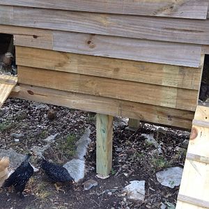 The little ones peeking out of the coop