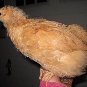 Biscuit is getting so big! She is my favorite girl. Buff orpington