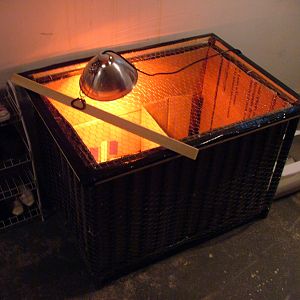 My brooder setup.  After they were settled in for a few hours I removed the cardboard that divided the brooder in half.  Lots of space to play!