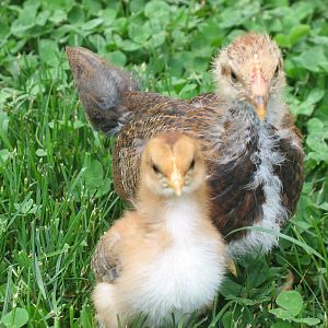 Welsummer roo and pullet chick