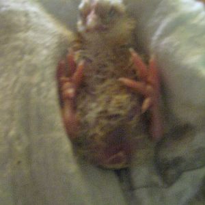 Newly hatched chick with swollen stomach