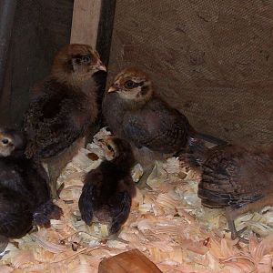 Babies in brooder box