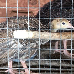 the smaller turkey