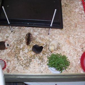 chicks