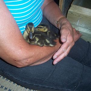 wild mallards we raised