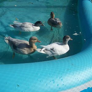 our call ducks