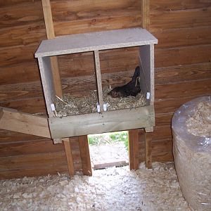 our chicken house