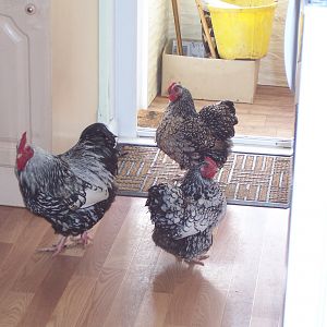 Silver laced Orpington bantams so tame they kept coming into the house