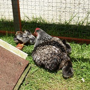 Silver laced Orpington bantams with her chicks