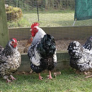 Silver laced Orpington bantams
