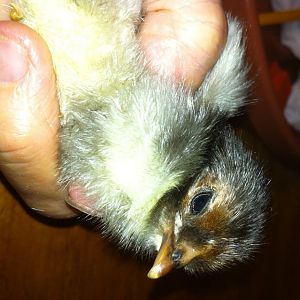 Chicken Little Take 2