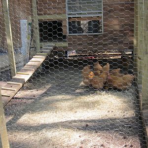 Buff Orpington hens in the yard.