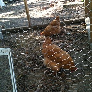 Buff Orpington hens.