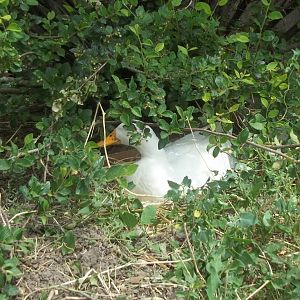 My other (part time) broody. Peanut