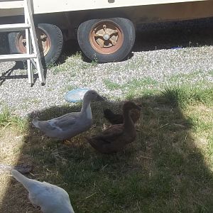 Avery (gray duck), Anerea (brown duck), Chichi (Brown Chick), and Lucky (White chick)