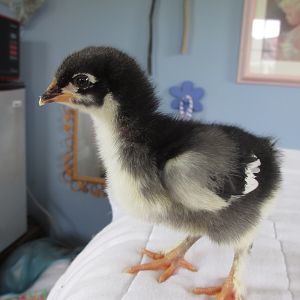 Chick #1 - Effie Trinkett