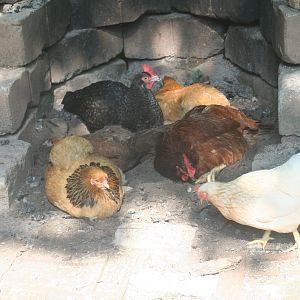 IMG_2508.jpg
"What's for dinner?"
(Dustbathing in the firepit)