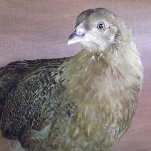 Boudicca, aka Boo, our Aracauana bantam.