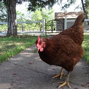 Hecubah, our rescued RIR