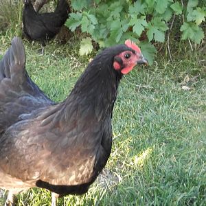 Tallulah