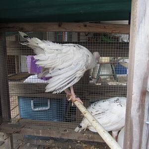 Turkeys.
