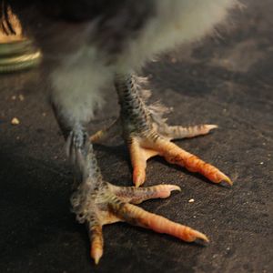 Feathers on the legs of one of the Olive Eggers