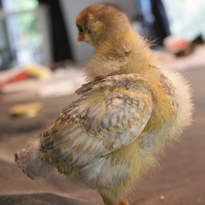 She is so fluffy & colorful...can't wait to see what she looks like when shes all grown!