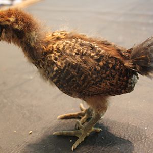 Hawk Eye (we think shes our Easter Egger)