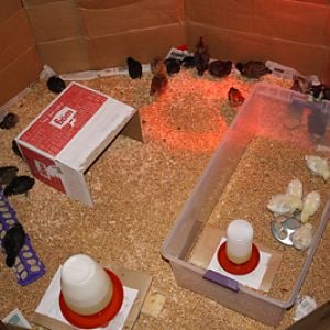 The big new brooder we made them today....they seem to love it!