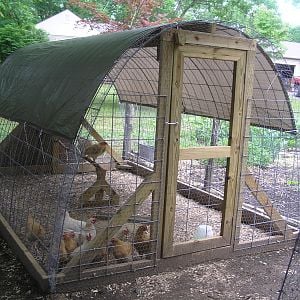 meat birds in their hoop coop